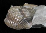 Bargain, Flexicalymene Trilobite - Ohio #61024-3